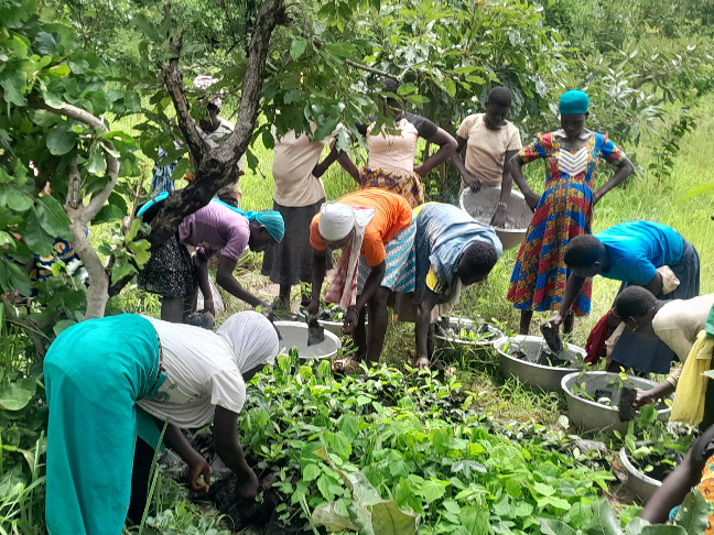 Restauration forestière communautaire