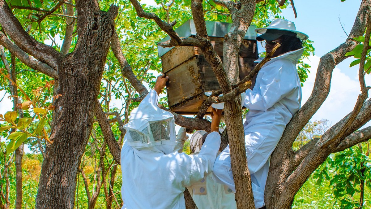 Apiculture et protection des arbres